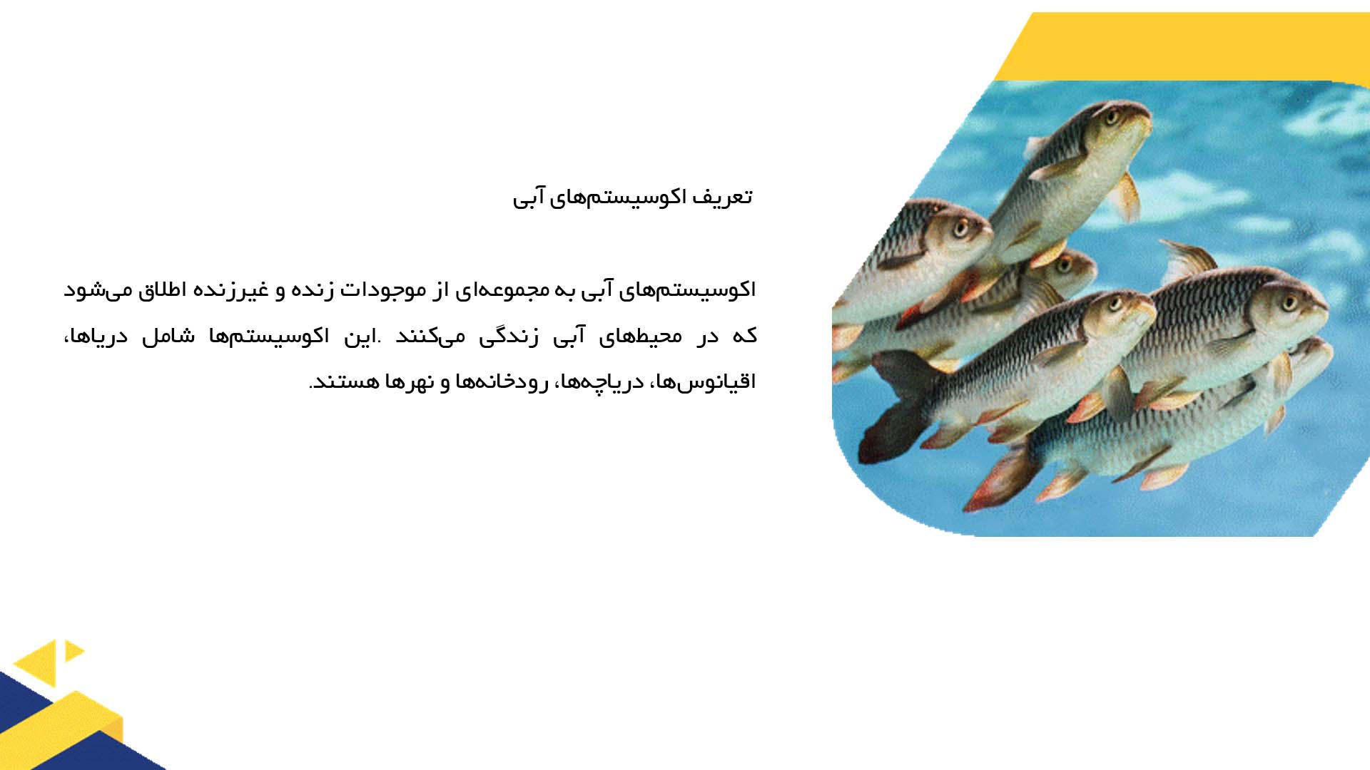 پاورپوینت در مورد بررسی اکوسیستم‌های آبی و حیوانات آبزی